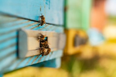 Arıların kovan girişine yakın sürüsü. İşçi arılar hayatı. Arı kovanı.