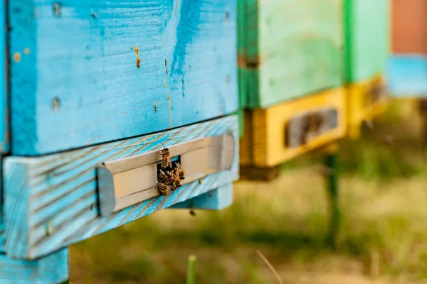 Μέλισσα Που Φέρουν Στην Κυψέλη Μέλισσες Στην Κηρήθρα Στο Μελισσοκομείο — Φωτογραφία Αρχείου