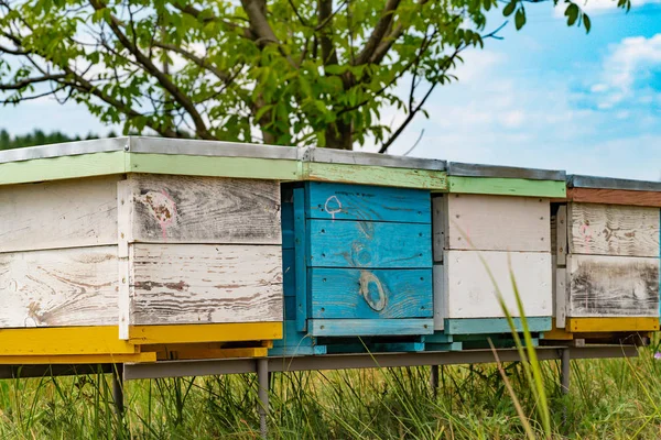 Bijenkasten Een Bijenteelt Met Bijen Vliegen Naar Planken Van Landing — Stockfoto