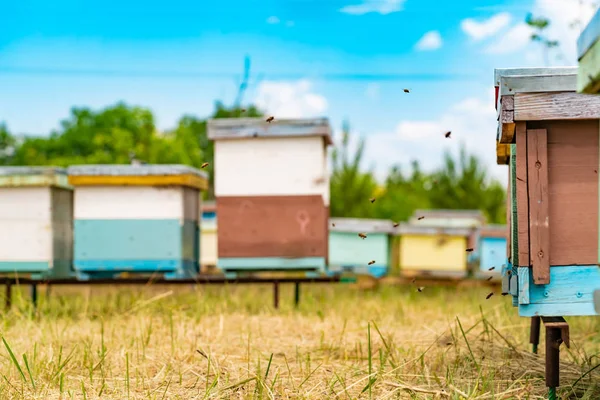 Bijen Vliegen Korf Bijen Honingraat Bijenteelt Zomer — Stockfoto