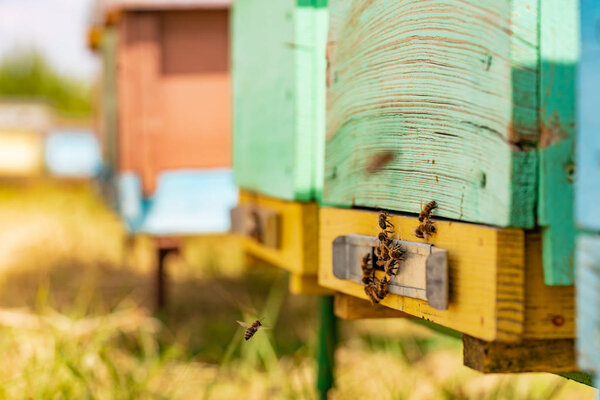 Swarm of bees at the entrance of beehive. Life of worker bees. Apiary concept.