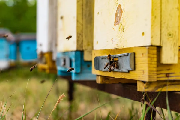 Pszczoły Miodne Roi Latające Wokół Ich Życia Pszczół Robotnic Pszczelarskie — Zdjęcie stockowe