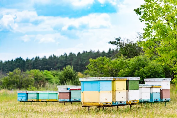 Bijenteelt Bijen Zwermen Hun Bijenkorf Rondvliegen Bijenkasten Een Bijenteelt — Stockfoto