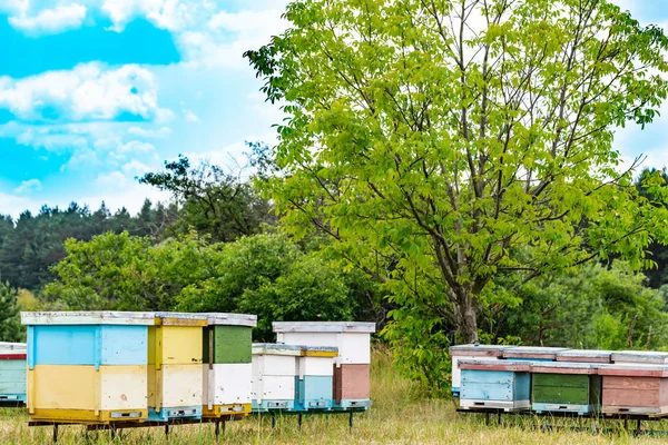 Ruches Dans Rucher Avec Des Abeilles Volant Vers Les Débarcadères — Photo