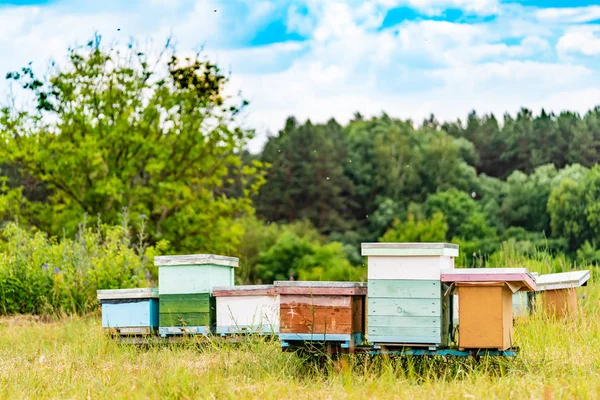 Κυψέλες Ένα Μελισσοκομείο Τις Μέλισσες Πετούν Προς Διοικητικά Συμβούλια Της — Φωτογραφία Αρχείου