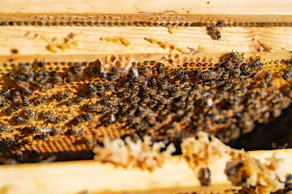 Макро Снимок Пчел Роящихся Сотах Рамки Пчелиного Улья Апиарная Концепция — стоковое фото