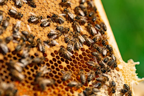 Μέλισσες Στην Κηρήθρα Εργασίας Τις Μέλισσες Στις Κυψέλες Μέλι Μελισσοκομικά — Φωτογραφία Αρχείου
