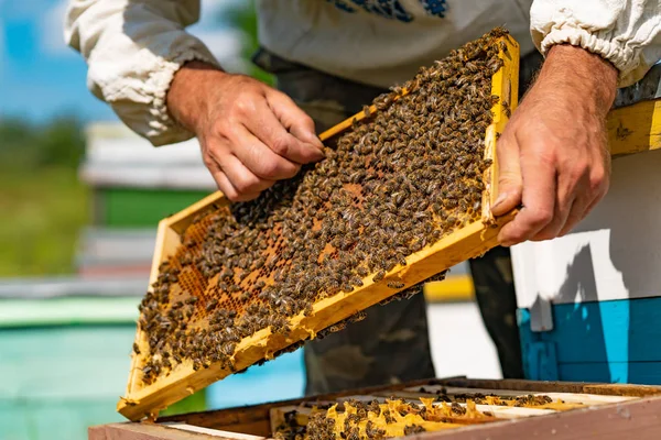 Μελισσοκόμος Συνεργάζεται Τις Μέλισσες Και Μελίσσια Για Μελισσοκομείο Καρέ Από — Φωτογραφία Αρχείου