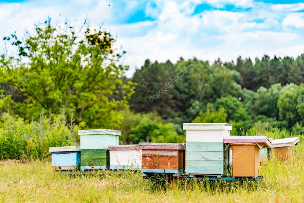Hives in an apiary with bees flying to the landing boards. Life of worker bees. Apiculture.