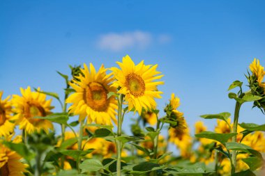 Güzel ayçiçeği parlak mavi gökyüzü ile alanında. Ayçiçeği tarlası.