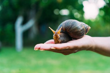 Bir kadının avuç salyangoz. Dev Afrika salyangoz, Achatina fulica.