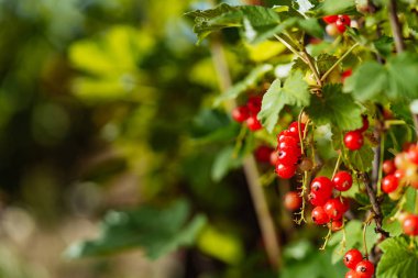frenk üzümü Bush bahçede yaz aylarında yeşil bir arka plan üzerinde büyür. Yakın çekim