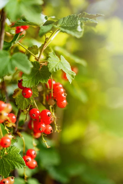 Röda Vinbär Bär Växer Gren Bush Sommaren Trädgården Närbild — Stockfoto