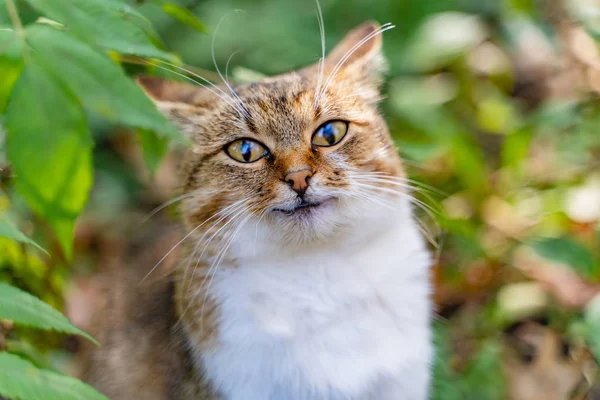 Grappige Kat Lichte Kleur Lijkt Rechtstreeks Camera Het Park Zomer — Stockfoto