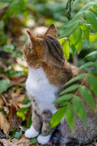 shaggy cat with white paws sits in the park with his back and looks to the side on a green background.