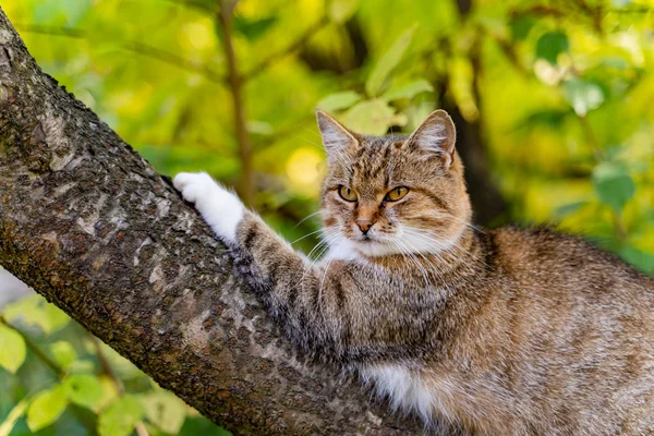 Gato Listrado Coloca Galho Árvore Olha Para Distância Floresta Verão — Fotografia de Stock