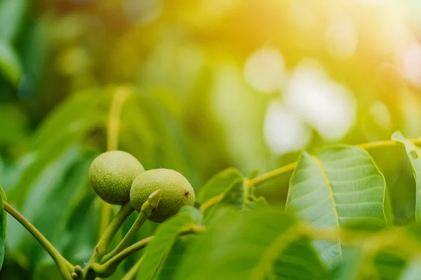 green unripe walnuts grow on the tree on the background of bright rays of the sun in the autumn. Close-up
