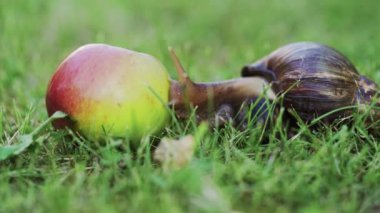 Salyangoz bahçede. Dev Afrika salyangoz, Achatina fulica.