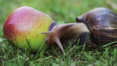Sabah güneşin elma sürünerek salyangoz. Büyük kahverengi salyangoz