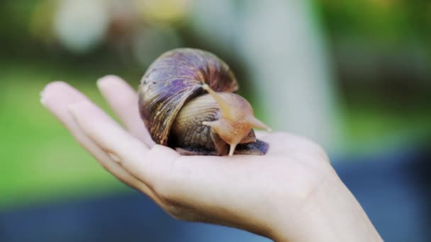 Close Snail Achatina Fulica Palm Man Domestic Shellfish Healing Mucus — Stock Video