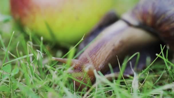 Duży Brązowy Ślimak Zbliżenie Ślimak Indeksowania Niedaleko Zielonego Jabłka Trawie — Wideo stockowe