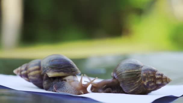 Dois Caracóis Achatina Rastejam Numa Folha Papel Branca Grandes Caracóis — Vídeo de Stock