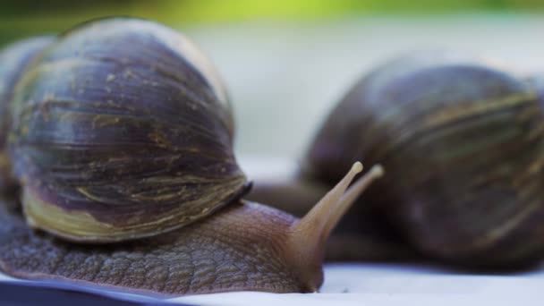 Deux Escargots Achatines Sur Fond Blanc Rampent Agitent Les Cornes — Video