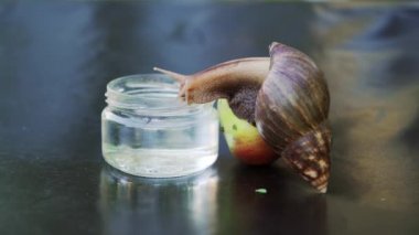 Bir cam üzerine oturan ve içme suyu salyangoz. Dev Afrika kara salyangoz (Achatina fulica)
