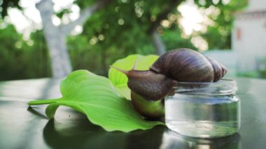 Bir bardak su ile salyangoz oturur. Dev Afrika kara salyangoz (Achatina fulica) yeme elma