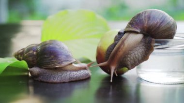 Dev Afrika kara salyangoz (Achatina fulica) yeme elma
