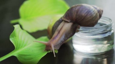 Afrika salyangoz salyangoz yaprak üzerinde yürüme. Achatina fulica.