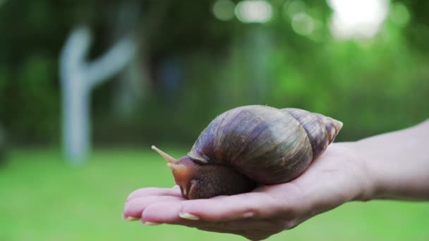 Улитка Ладони Женщины Гигантская Африканская Улитка Achatina Fulica — стоковое видео