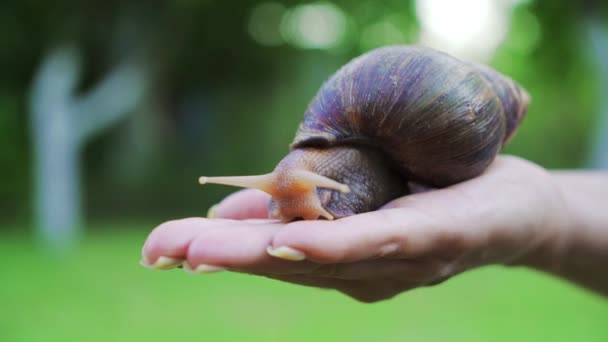 Caracol Grande Palma Mão Caracol Africano Achatina Maior Molusco Terrestre — Vídeo de Stock