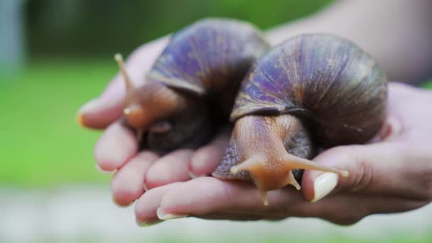 人类手中的两只巨大的蜗牛 家贝类与愈合粘液 — 图库视频影像