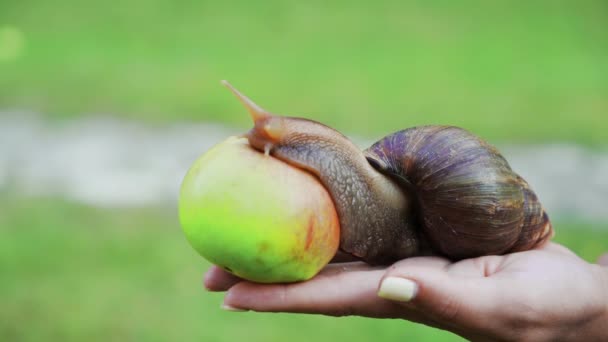 大型棕色蜗牛 大型非洲蜗牛 阿查蒂娜 富里卡 Lissachatina Fulica 在一个女人的手掌上吃一个苹果 这是一个大规模的计划 — 图库视频影像