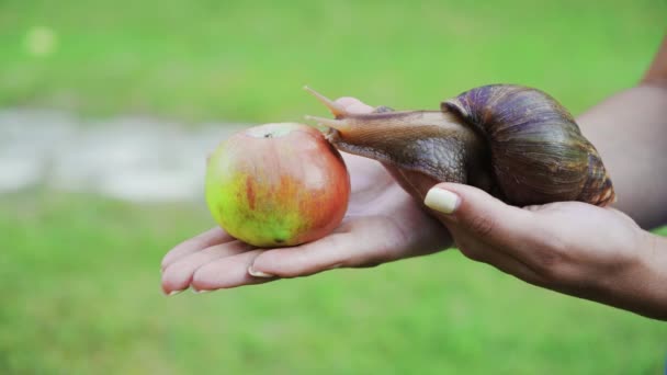 Snigel Äta Ett Äpple Kvinnas Palm Giant Afrikanska Land Snigel — Stockvideo