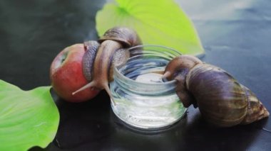 Dev Afrika kara salyangozları sürünüyor. İyileştirici sümüğü olan evcil kabuklu deniz hayvanları..