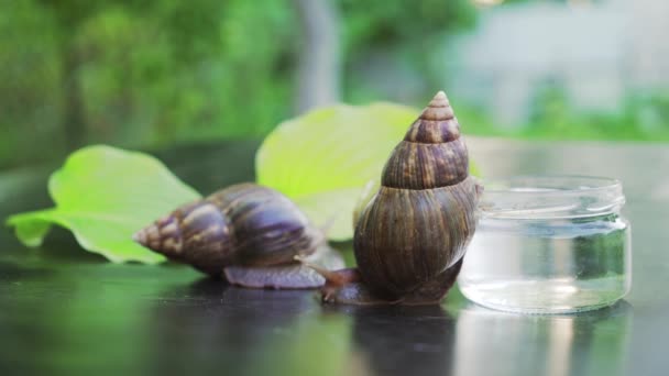 Deux Escargots Rampent Vers Autre Escargot Achatina Cosmétologue Domicile — Video