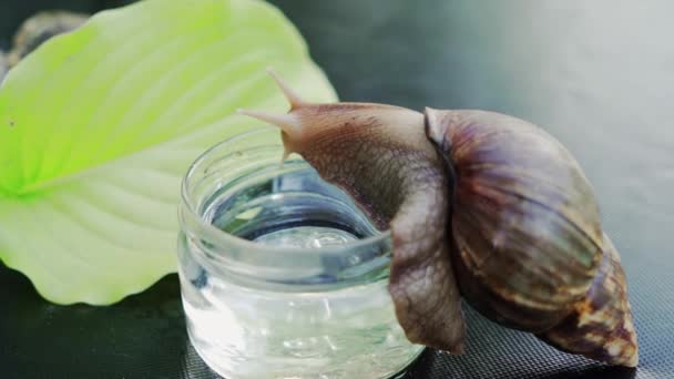 蜗牛坐在一个有水的杯子上 巨大的非洲蜗牛 — 图库视频影像