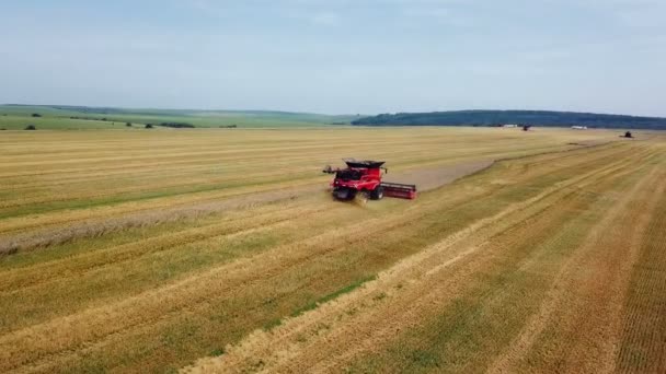 コンバイン刈取の日当たりの良い夏の日に作業します 収穫時期 農業部門 — ストック動画