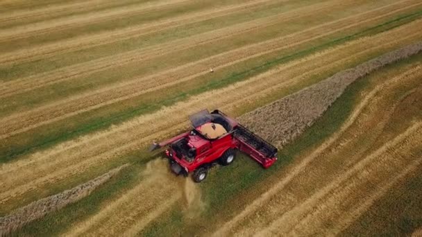Wheat Harvesting Combine Harvester Working Sunny Summer Day Aerial View — Stock Video