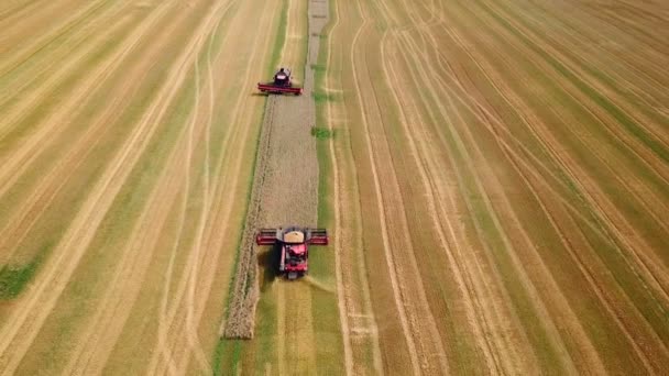 Zwei Mähdrescher Arbeiten Zusammen Ein Großes Weizenfeld Ernten Agrarlandschaft Luftbild — Stockvideo