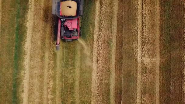 Wheat Harvest Combine Harvester Working Wheat Field Food Industry Concept — Stock Video