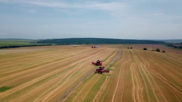 Eylem Tahıl Hasat Için Tarım Makineleri Buğday Hasat Havadan Görünümü — Stok video