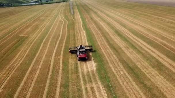 夏季收获的空中景观 联合收割机收获大田 从无人机角度看农业 — 图库视频影像
