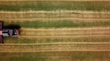 Hasat makine alanında çalışan. Biçerdöver toplar buğday birleştirin. Havadan görünümü. Yukarıdan.