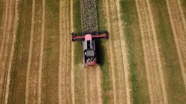 Luchtfoto Van Moderne Combine Harvester Actie Tarweveld Oogsttijd Agrarische Sector — Stockvideo