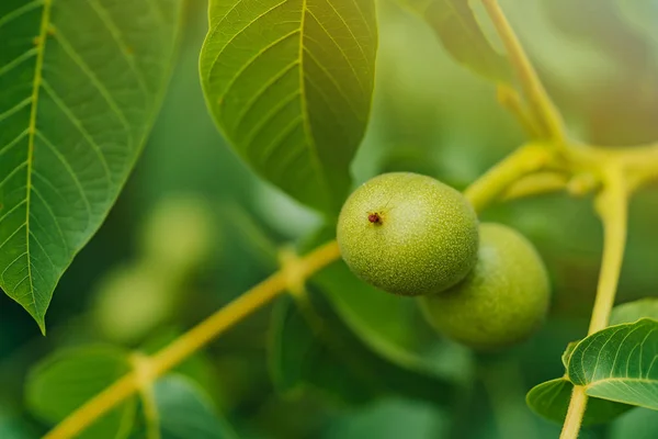 The green fruit of walnut on a tree. Some walnuts are waiting to be harvested