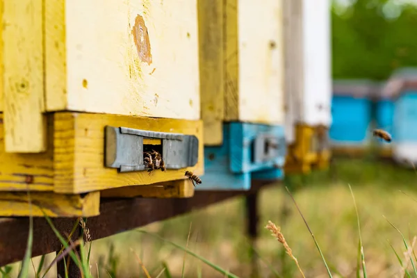 Κυψέλες Ένα Μελισσοκομείο Τις Μέλισσες Που Πετούν Στα Συμβούλια Προσγείωση — Φωτογραφία Αρχείου