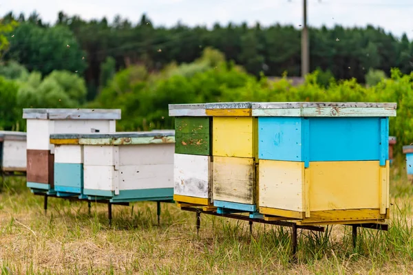 Korven Met Bijen Bijenstallen Rand Van Het Bos Honingraat Cellen — Stockfoto